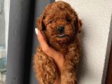 Ev Ortamında Büyüyen Toypoodle Yavrular