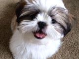 Shihtzu Kahve Beyaz Orjinal Safkan Basık Surat
