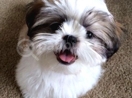 Shihtzu Kahve Beyaz Orjinal Safkan Basık Surat
