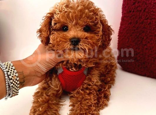 Güzel Yüzlü Red Toy Poodle Yavrular görsel