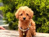 Safkan Toy Poodle Yavrular
