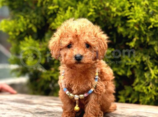 Safkan Toy Poodle Yavrular görsel