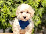Krem-Beyaz Maltipoo Mini Boyut Yavrular