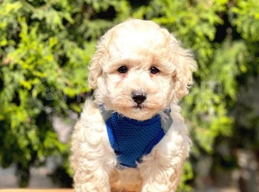 Krem-Beyaz Maltipoo Mini Boyut Yavrular görsel