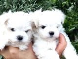 Mini Boy Maltese Yavrular