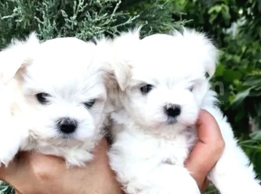 Mini Boy Maltese Yavrular görsel