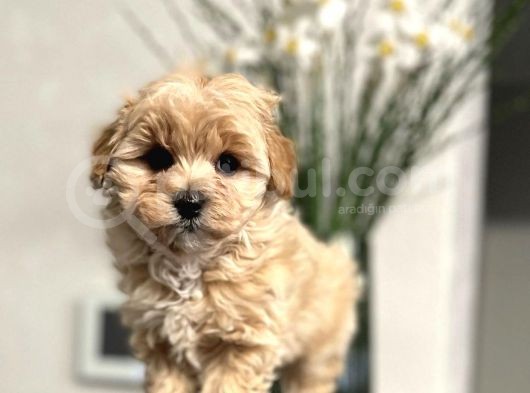 Maltipoo Mix Irk Yavrular görsel
