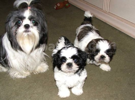 Shihtzu Kahve Beyaz Orjinal Safkan Basık Surat görsel