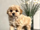 Maltipoo mix ırk Yavrular