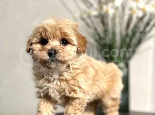 Maltipoo Mix Irk Yavrular