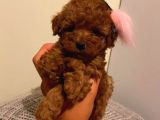 Ev Ortamında Büyüyen Toypoodle Yavrular