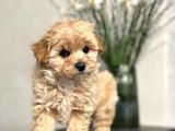 Maltipoo Mix Irk Yavrular