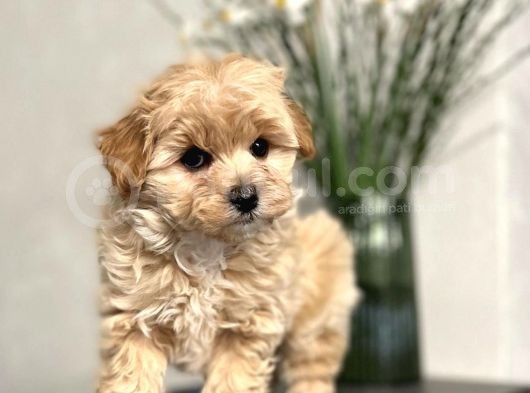 Maltipoo Mix Irk Yavrular görsel