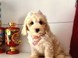 Dizayn Irk Sevimli Maltipoo Yavrular