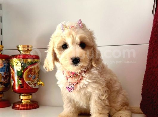 Dizayn Irk Sevimli Maltipoo Yavrular görsel