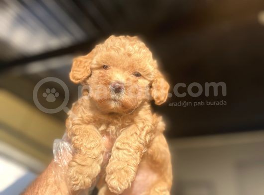 A Kali̇te Poodle Bebekler Çi̇ftli̇ği̇mi̇zden görsel