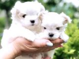 Mini Boy Maltese Yavrular