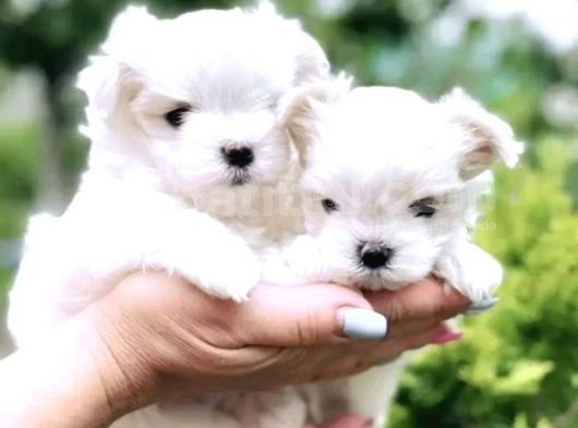 Mini Boy Maltese Yavrular görsel