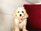 Dizayn Irk Sevimli Maltipoo Yavrular