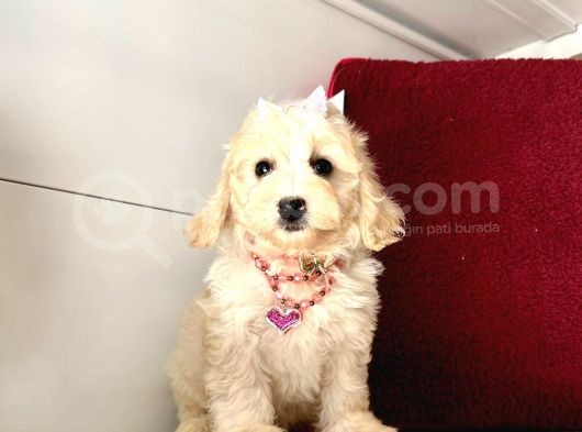 Dizayn Irk Sevimli Maltipoo Yavrular görsel