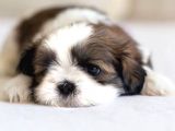 Shihtzu Kahve Beyaz Orjinal Safkan Basık Surat
