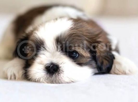 Shihtzu Kahve Beyaz Orjinal Safkan Basık Surat görsel