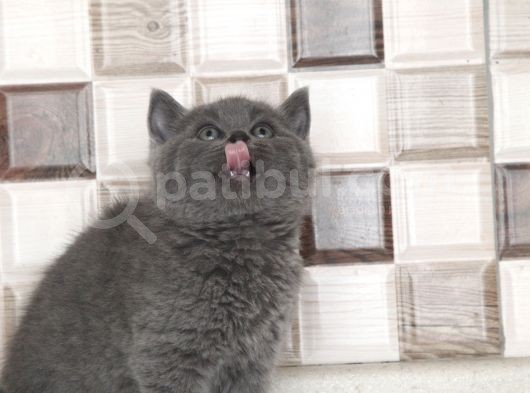 Safkan Bri̇tti̇sh Shorthai̇r Bebekler görsel