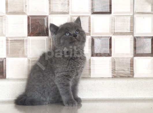 Safkan Bri̇tti̇sh Shorthai̇r Bebekler görsel