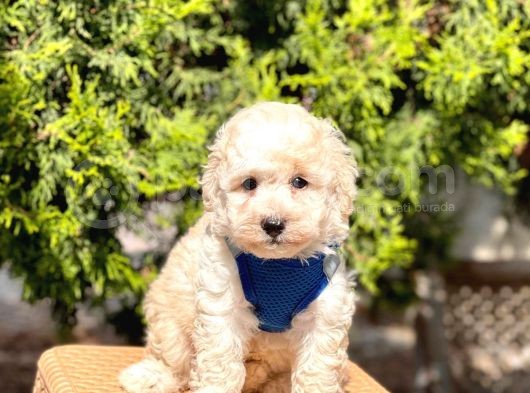 Krem-Beyaz Maltipoo Mini Boyut Yavrular