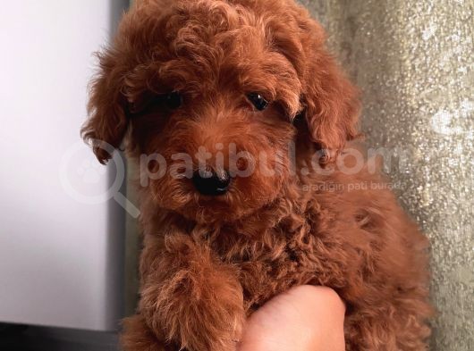Ev Ortamında Büyüyen Toypoodle Yavrular