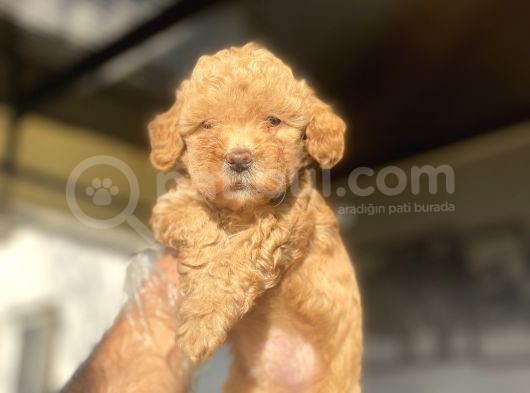 A Kali̇te Poodle Bebekler Çi̇ftli̇ği̇mi̇zden görsel