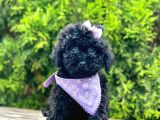 Black Nadir Renk Toy Poodle Yavrular