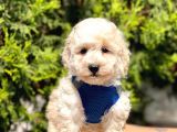 Krem-Beyaz Maltipoo Mini Boyut Yavrular
