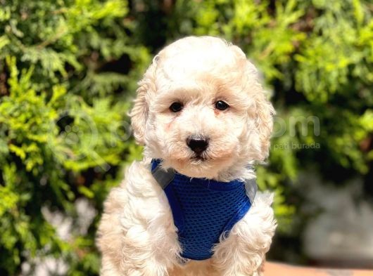 Krem-Beyaz Maltipoo Mini Boyut Yavrular görsel