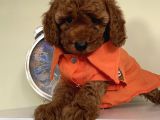 Kıvır Kıvır ToyPoodle Bebekler
