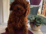 Aşılı Pasaportlu ToyPoodle Bebekler