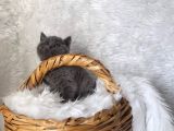 Safkan Bri̇tti̇sh Shorthai̇r Bebekler