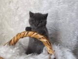 Safkan Bri̇tti̇sh Shorthai̇r Bebekler