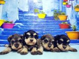 Türki̇ye De Tek Resmi̇ Üreti̇ci̇si̇nden Mi̇nyatür Schnauzer Yavrular