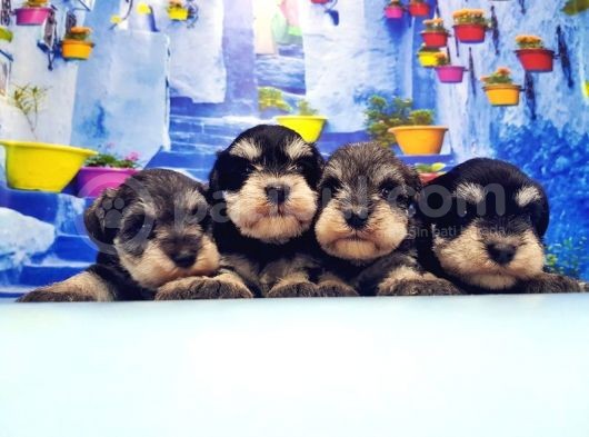 Türki̇ye De Tek Resmi̇ Üreti̇ci̇si̇nden Mi̇nyatür Schnauzer Yavrular görsel
