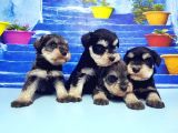 Türki̇ye De Tek Resmi̇ Üreti̇ci̇si̇nden Mi̇nyatür Schnauzer Yavrular