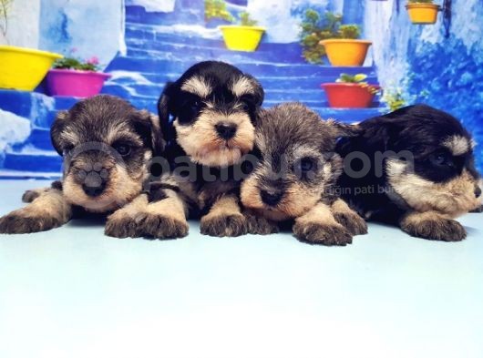Türki̇ye De Tek Resmi̇ Üreti̇ci̇si̇nden Mi̇nyatür Schnauzer Yavrular görsel