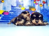 Türki̇ye De Tek Resmi̇ Üreti̇ci̇si̇nden Mi̇nyatür Schnauzer Yavrular