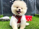 Teddy Bear Di̇şi̇ Pomerani̇an
