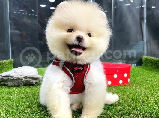 Teddy Bear Di̇şi̇ Pomerani̇an görsel