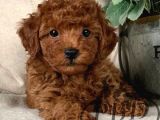 Toy Poodle Kırmızı Kahverengi Şampanya Safkan Orjinal