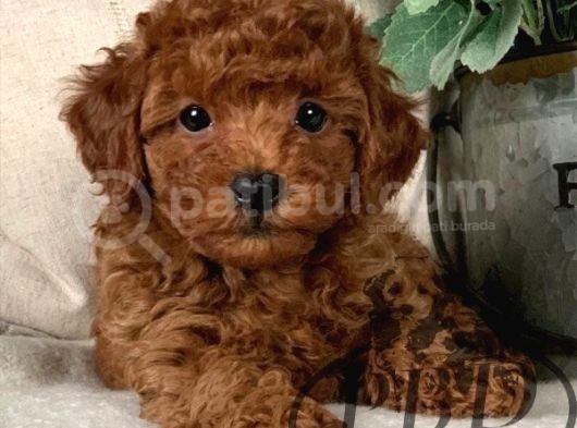 Toy Poodle Kırmızı Kahverengi Şampanya Safkan Orjinal görsel