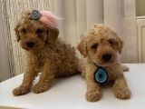 Ev Doğumlu ToyPoodle Bebeklerimiz