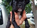 French Bulldog yavrular