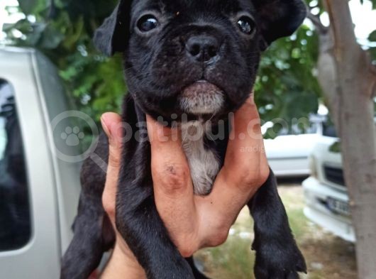 French Bulldog Yavrular